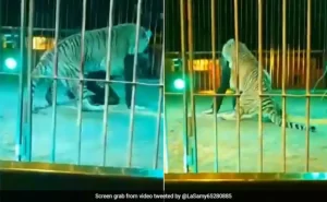 Watch: A tiger attacks and bites the neck of a circus trainer during a live show in Italy