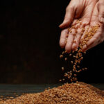 Government promises free food grains in 2023, more than 81 crore people will get this thing for FREE