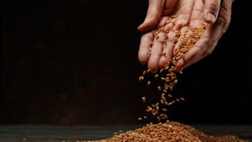 Government promises free food grains in 2023, more than 81 crore people will get this thing for FREE