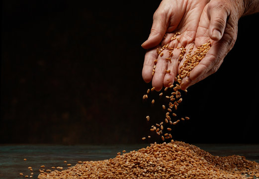 Government promises free food grains in 2023, more than 81 crore people will get this thing for FREE