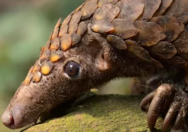 COVID-19 is more common than we thought in animals.