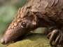 COVID-19 is more common than we thought in animals.