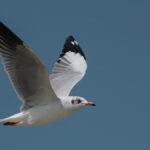 How India's coasts and estuaries help shorebirds and seabirds stay alive