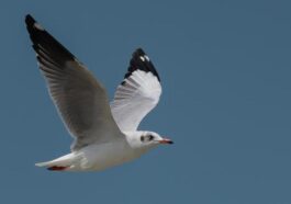How India's coasts and estuaries help shorebirds and seabirds stay alive