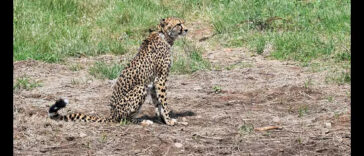 cheetahs