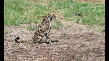 cheetahs
