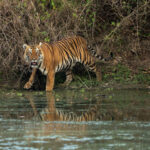 Watch: A tiger attacks and bites the neck of a circus trainer during a live show in Italy