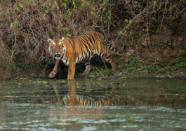Watch: A tiger attacks and bites the neck of a circus trainer during a live show in Italy