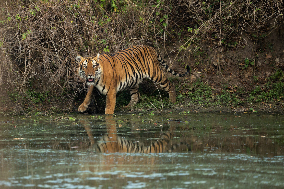 Watch: A tiger attacks and bites the neck of a circus trainer during a live show in Italy