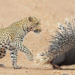 "Z Class Security"  Porcupine Parents While Leopard Keeps an Eye on Their babies