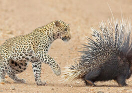 "Z Class Security"  Porcupine Parents While Leopard Keeps an Eye on Their babies