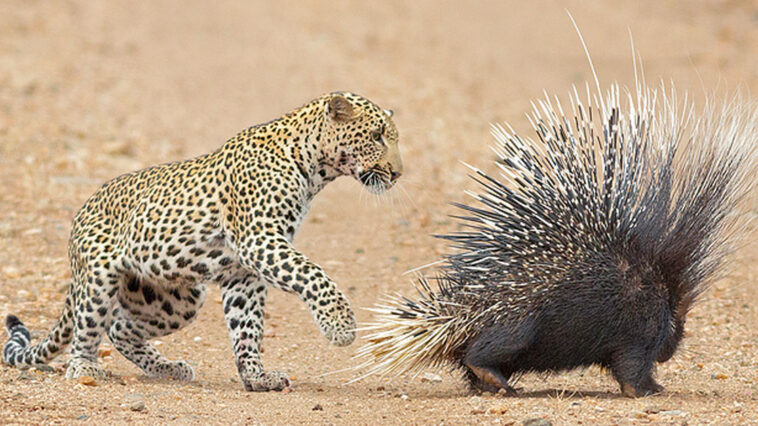 "Z Class Security"  Porcupine Parents While Leopard Keeps an Eye on Their babies