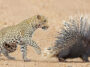 "Z Class Security"  Porcupine Parents While Leopard Keeps an Eye on Their babies