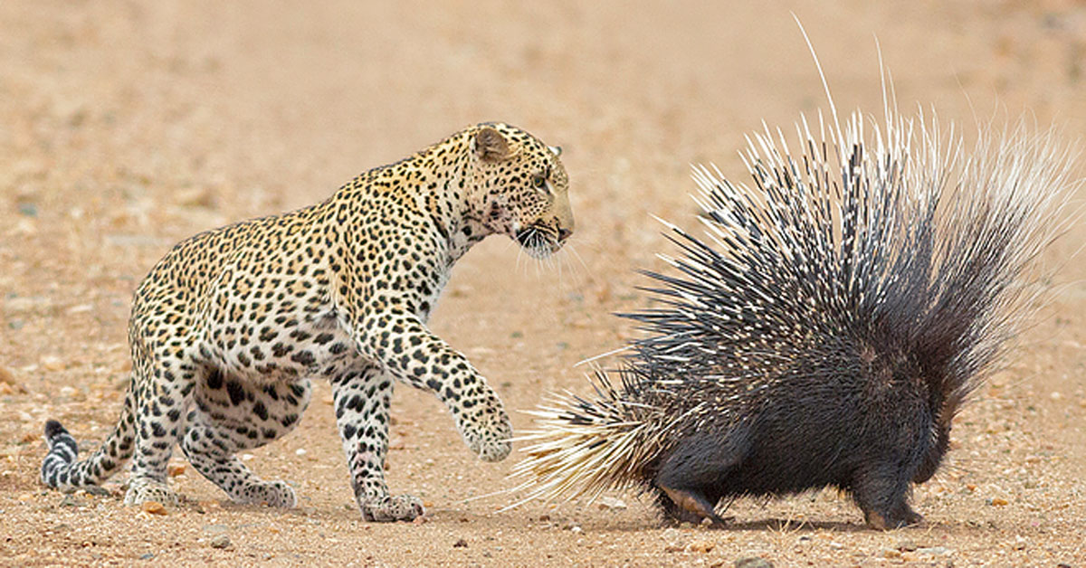 "Z Class Security"  Porcupine Parents While Leopard Keeps an Eye on Their babies