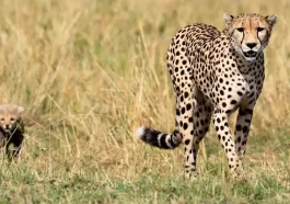 12 cheetahs from South Africa will arrive in India.