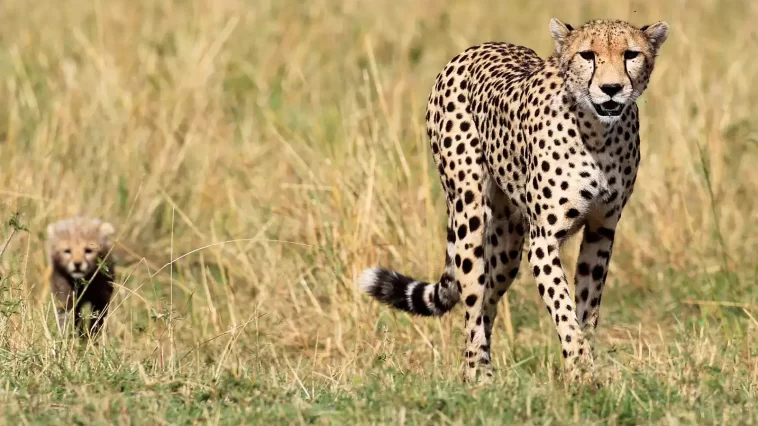 12 cheetahs from South Africa will arrive in India.