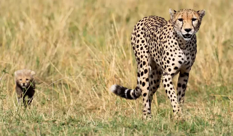 12 cheetahs from South Africa will arrive in India.