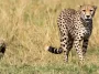12 cheetahs from South Africa will arrive in India.