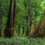 British-Planted 114-Year-Old Teak Tree In Kerala Auctioned For 40 Lakh
