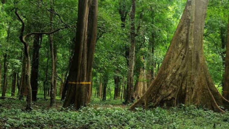 British-Planted 114-Year-Old Teak Tree In Kerala Auctioned For 40 Lakh