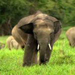 Curfew In Jharkhand Block After Elephant Kills 16 People In 12 Days