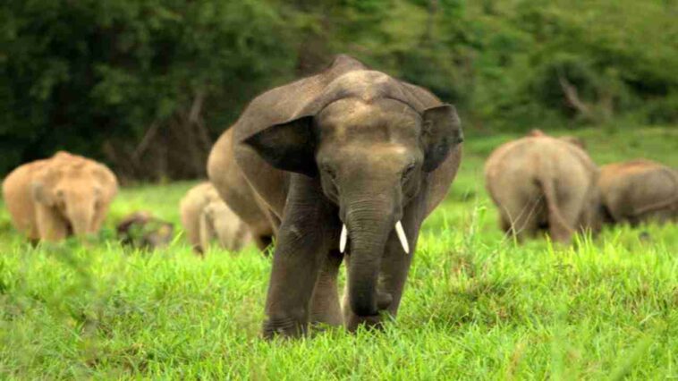 Curfew In Jharkhand Block After Elephant Kills 16 People In 12 Days