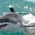 Shark Attack Kills Aussie Visitor Near Busy Beach
