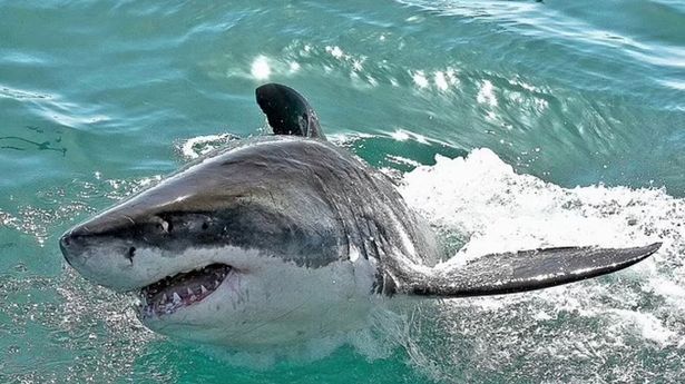Shark Attack Kills Aussie Visitor Near Busy Beach