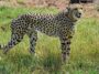 12 cheetahs