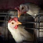 After a Cambodian girl's death from bird flu, the WHO deems the situation "worrisome."