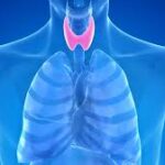 The Top 4 Thyroid-Friendly Snacks Before Bed