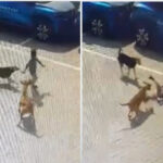 hyderabad stray dog kills child