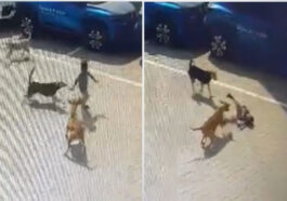 hyderabad stray dog kills child