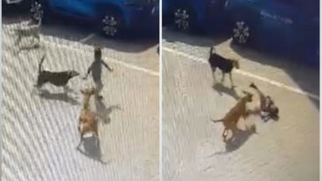 hyderabad stray dog kills child