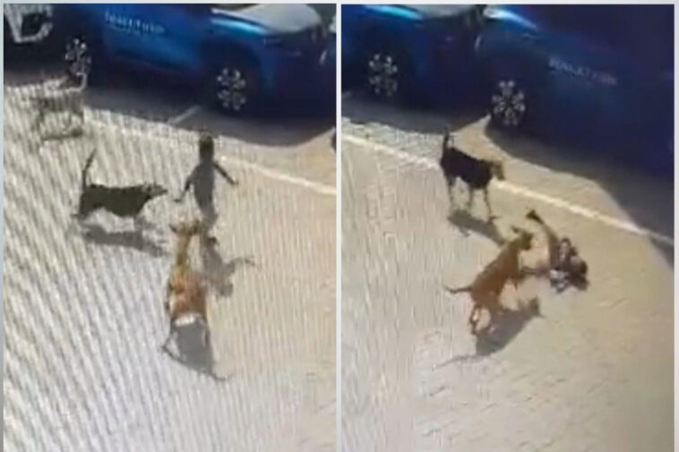 hyderabad stray dog kills child