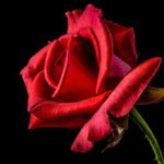 Valentine's day: Nepal bans import of rose