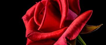 Valentine's day: Nepal bans import of rose