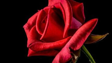 Valentine's day: Nepal bans import of rose