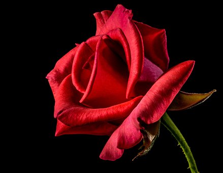 Valentine's day: Nepal bans import of rose