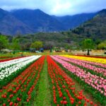 Strawberry Valley - Kashmir