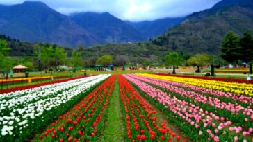 Strawberry Valley - Kashmir