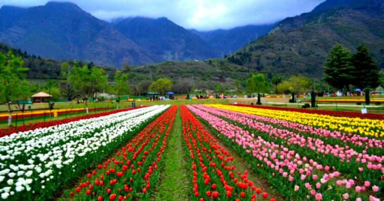 Strawberry Valley - Kashmir