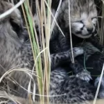 birth to four cubs