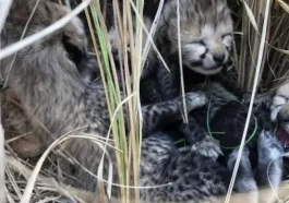 birth to four cubs