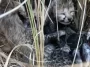 birth to four cubs