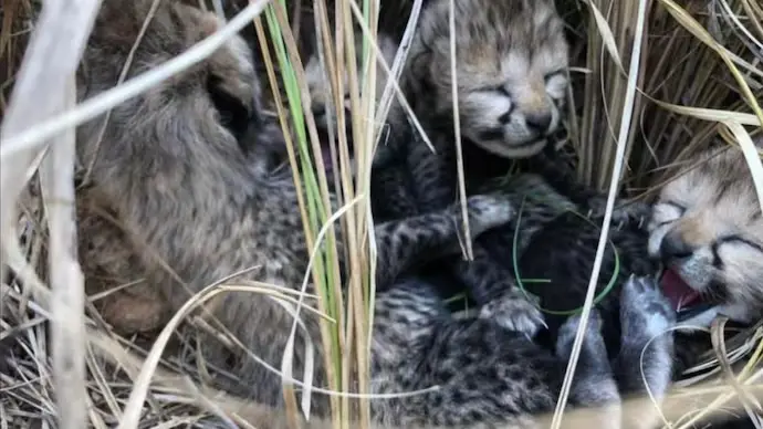birth to four cubs