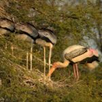 Keoladeo Ghana National Park