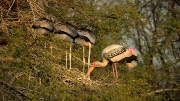 Keoladeo Ghana National Park