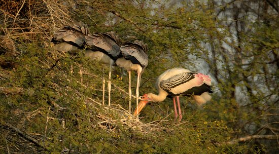 Keoladeo Ghana National Park