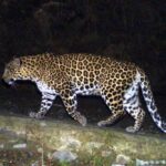 Search on for stray leopard spotted in Marol for 2 days
